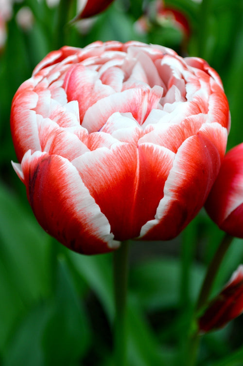 Bulbes de tulipes de Hollande - Tulipe Drumline