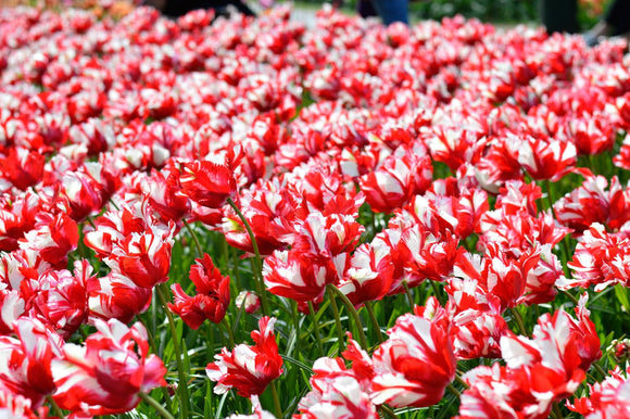 Parrot Tulipe Estella Rijnveld