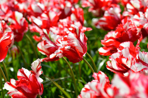 Acheter Tulipe Estella Rijnveld de Hollande