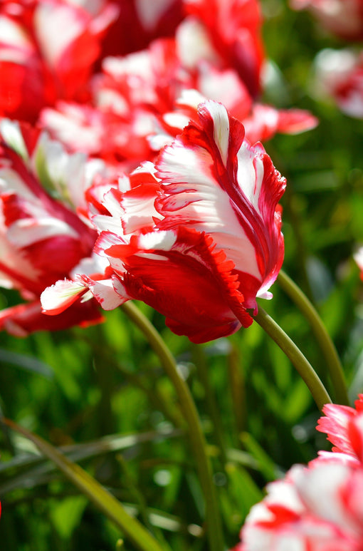 Tulipe Estella Rijnveld - Livraison en France