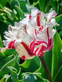 Tulipe Estella Rijnveld