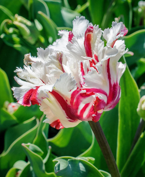 Tulipe rouge et blanc Estella Rijnveld