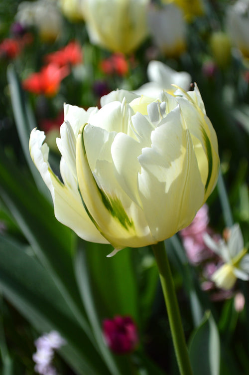 Tulipe Exotic Emperor - Bulbes à fleurs de DutchGrown™