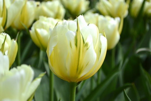 Acheter des bulbes de tulipes - Tulipe Exotic Emperor