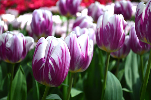 Tulipe Flaming Flag - Bulbes de tulipes de Hollande - Livraison en France