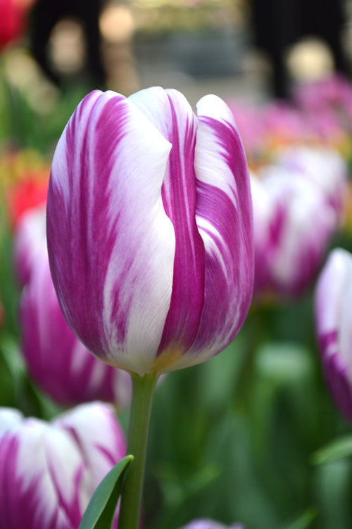 Tulipe Flaming Flag - Bulbes à fleurs de DutchGrown™