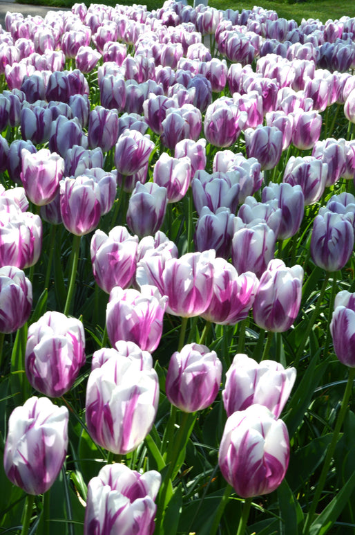 Tulipe Flaming Flag - Bulbes à Fleurs | DutchGrown™