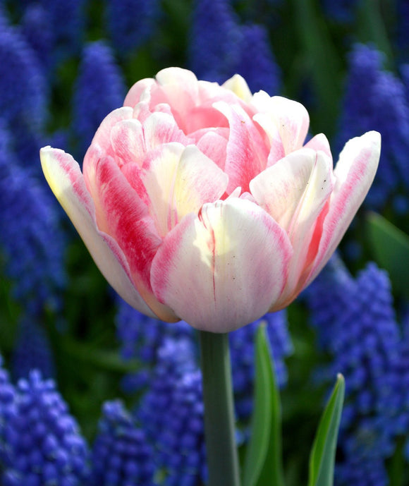 Acheter Tulipe Foxtrot