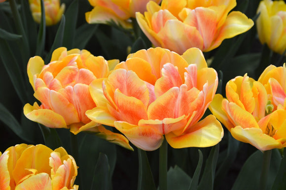 Tulipe Foxy Foxtrot - Bulbes à fleurs de DutchGrown™