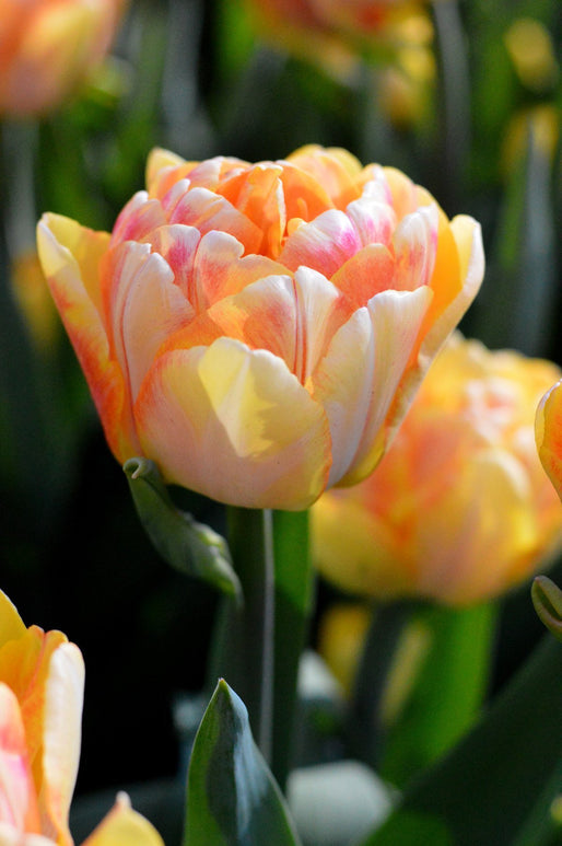 Bulbes de tulipes de Hollande - Foxy Foxtrot