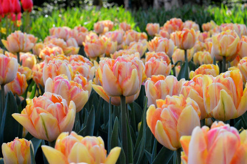 Tulipe double Foxy Foxtrot