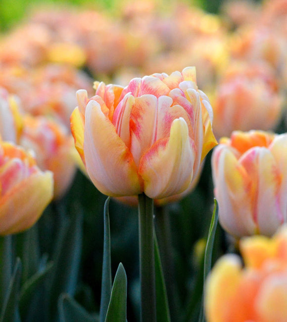 Tulipe Foxy Foxtrot - Bulbes à fleurs de DutchGrown™