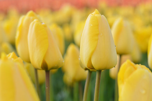 Tulipes jaunes - Golden Parade