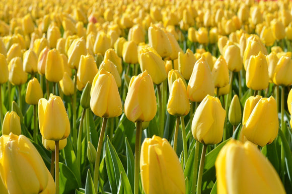 Acheter Tulipe Golden Parade