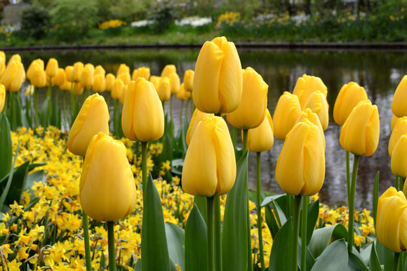 Tulipe Golden Parade - Bulbes de tulipes de Hollande