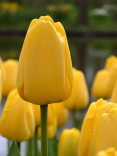 Tulipe Golden Parade