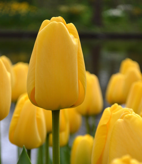 Tulipe Golden Parade | DutchGrown™