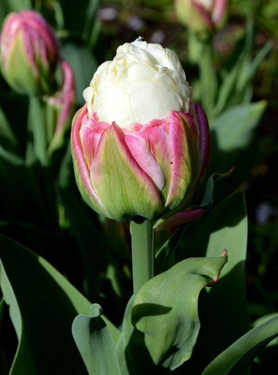 Tulipe Ice Cream - Bulbes à fleurs de DutchGrown™