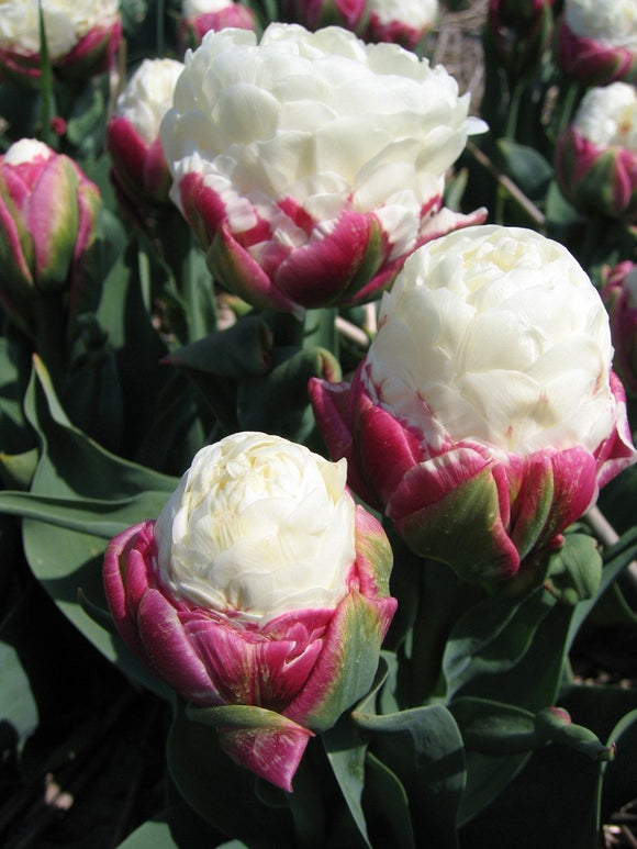 Bulbes de tulipes de Hollande - Tulipe Ice Cream