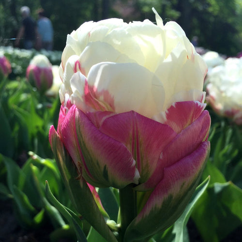 Acheter des bulbes de tulipes - Tulipe Ice Cream