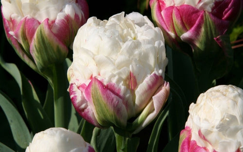 Achetez des bulbes de tulipes - Tulipe Ice Cream