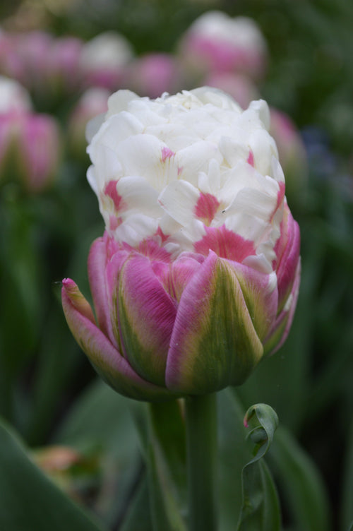 Tulipe Ice Cream - Livraison en France de Hollande