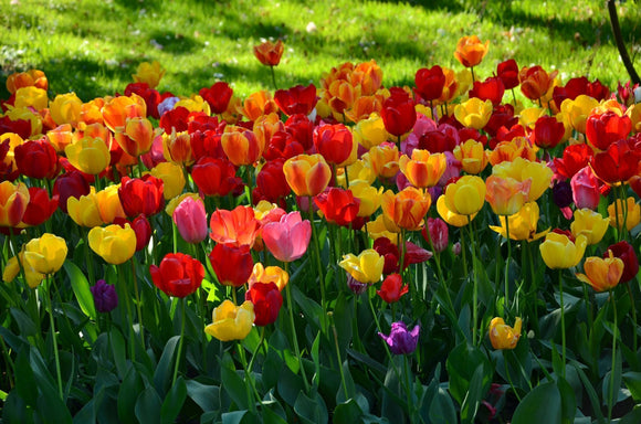 Tulipe Jumbo Darwin Mix