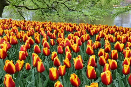 Acheter des bulbes de tulipes - Dow Jones