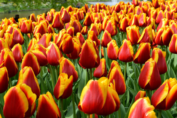 Tulipe Dow Jones de Hollande