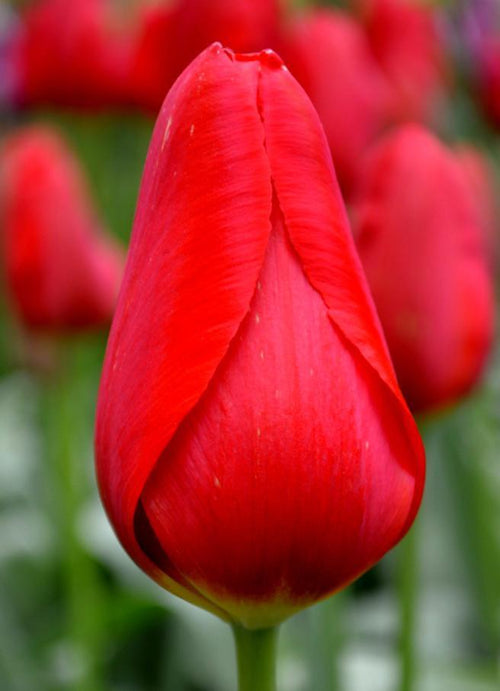 Bulbes de tulipes Kingsblood - Livraison en France