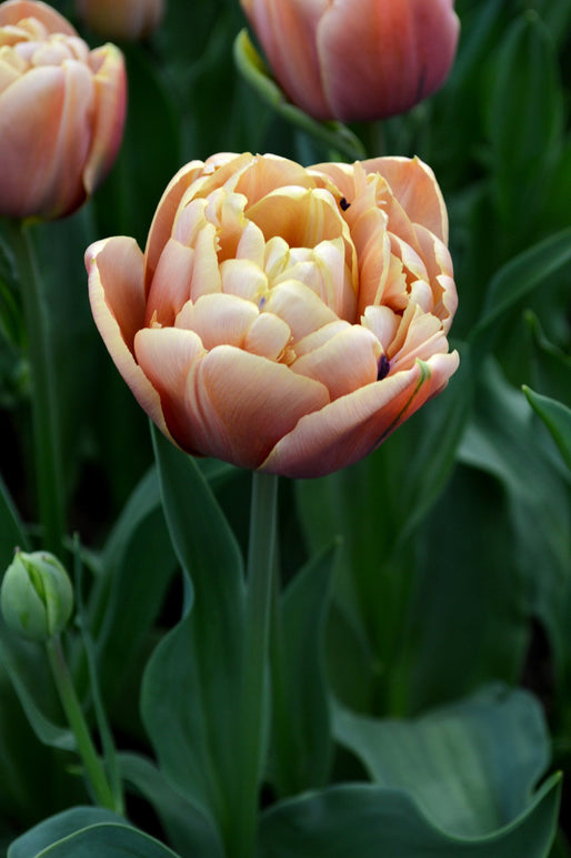 Bulbes de tulipes - La Belle Epoque