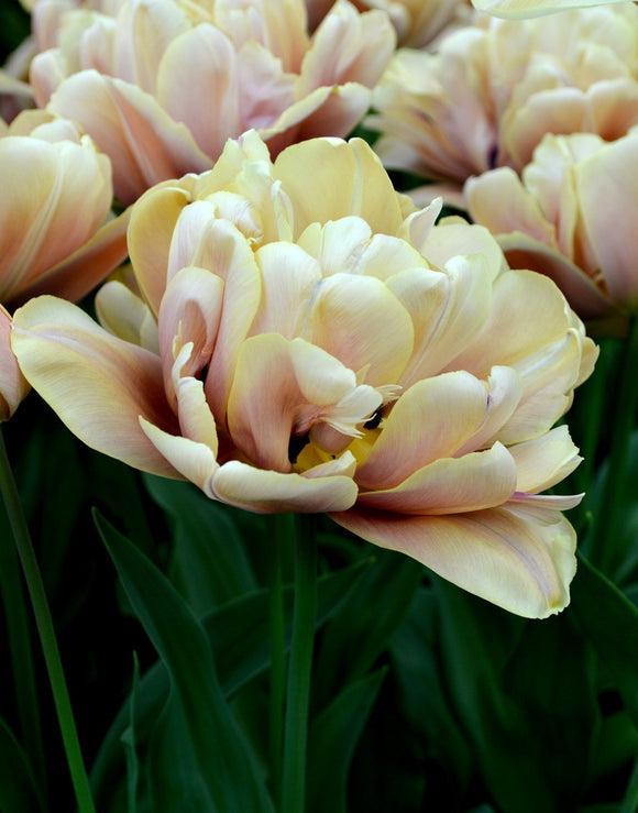 Acheter des bulbes de tulipes - Tulipe La Belle Epoque