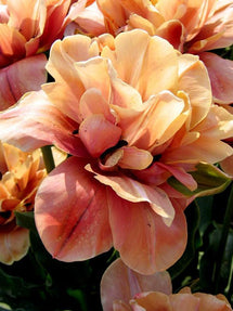 Tulipe La Belle Epoque