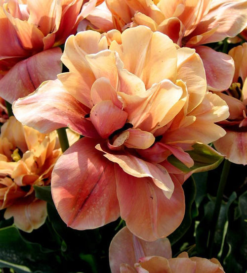 Tulipe La Belle Epoque - Bulbes à fleurs de DutchGrown™