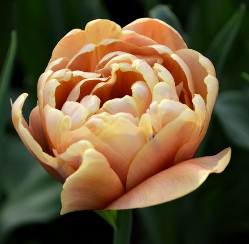 Tulipe La Belle Epoque | Livraison en France