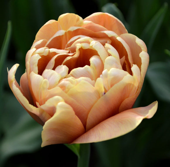 Tulipe La Belle Epoque | Livraison en France