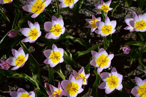 Tulipe Lilac Wonder - Bulbes à fleurs de DutchGrown™