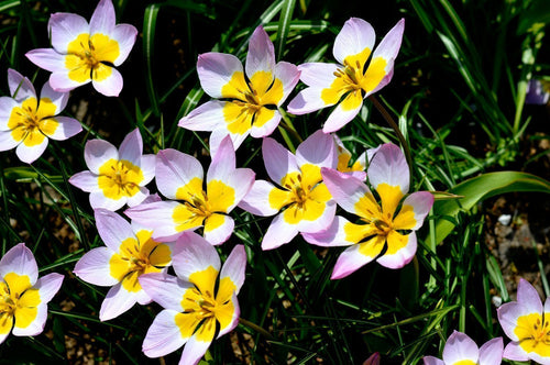 Bulbes de tulipes Lilac Wonder | DutchGrown™