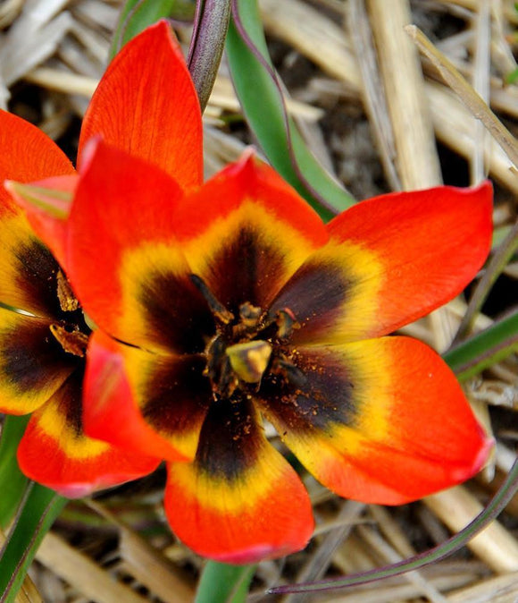 Tulipe Little Princess - Bulbes à Fleurs | DutchGrown™