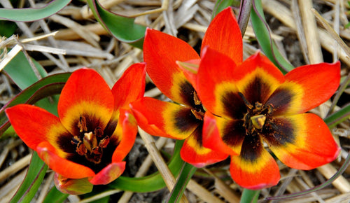 Acheter Tulipe Little Princess de Hollande