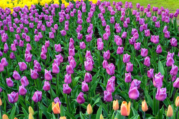 Tulipe Magic Lavender - DutchGrown™