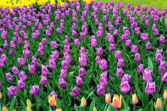 Tulipe Magic Lavender - DutchGrown™