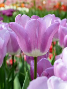 Tulipe Magic Lavender