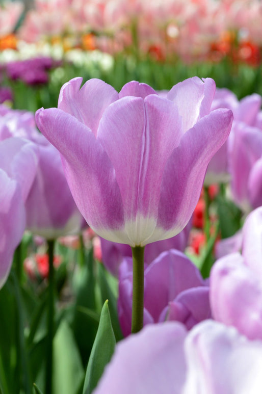 Acheter Tulipe Magic Lavender