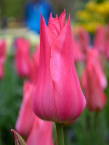 Tulipe Mariette