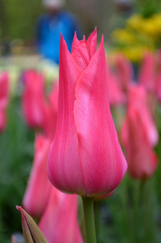 Tulipe Mariette - Bulbes à fleurs de DutchGrown™
