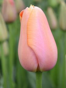 Tulipe Menton