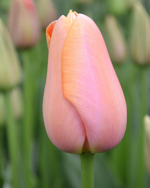 Tulipe Menton de Hollande