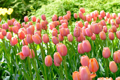 Tulipe Menton - Livraison en France