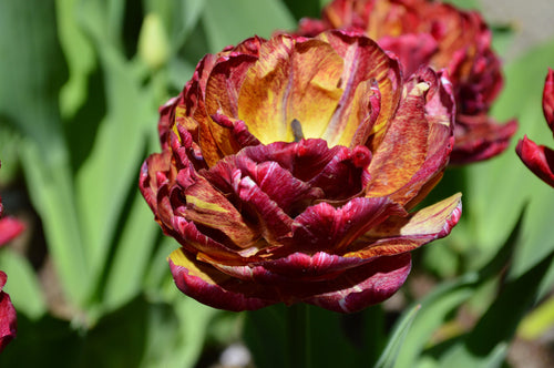 Tulipe Nachtwacht (Ronde de nuit) - Bulbes de tulipes de Hollande
